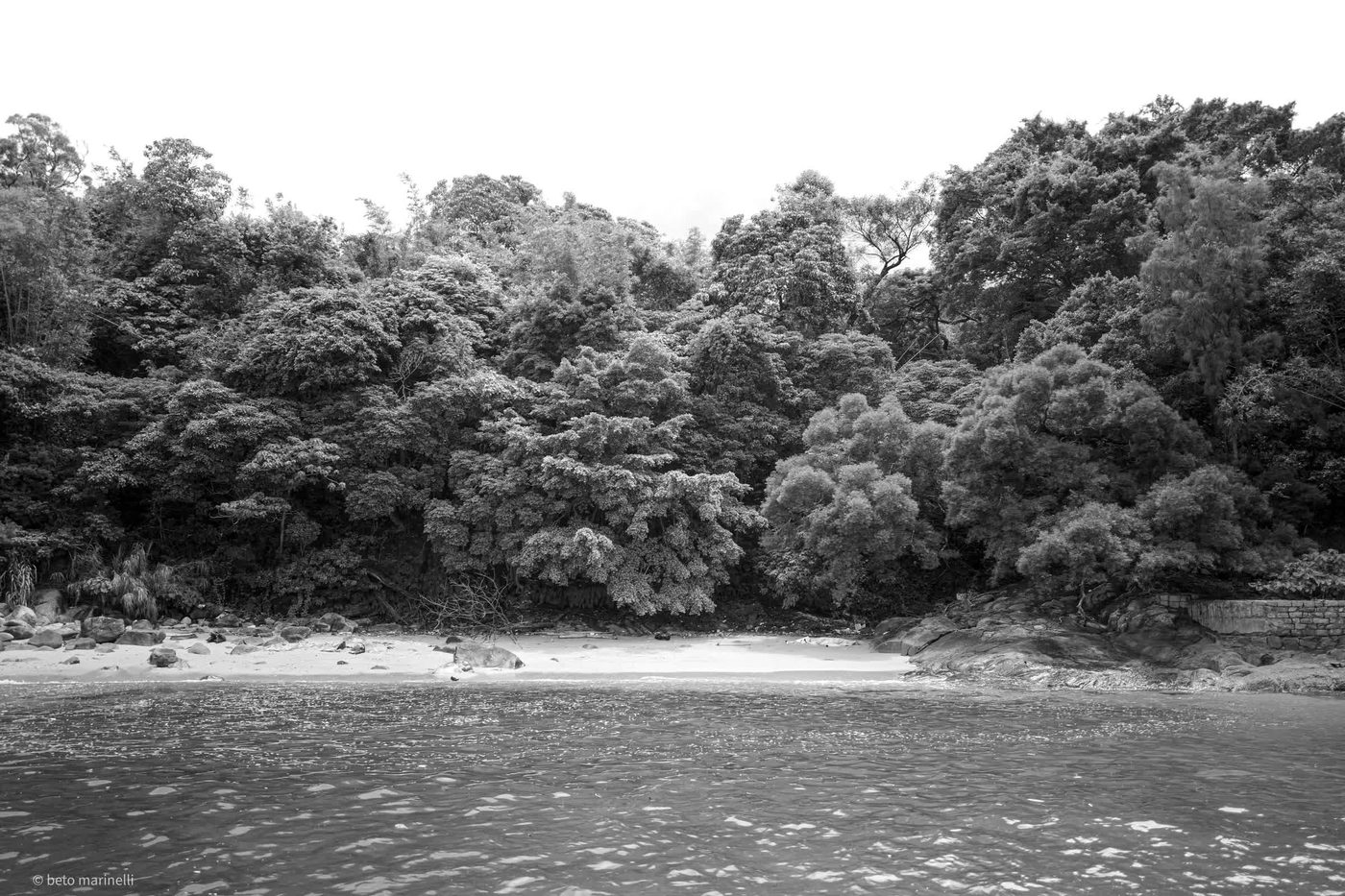 The Wooded Shore